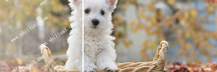 图像修复效果图，左半边是图片修复前有水印样子，右侧是图片修复后的效果